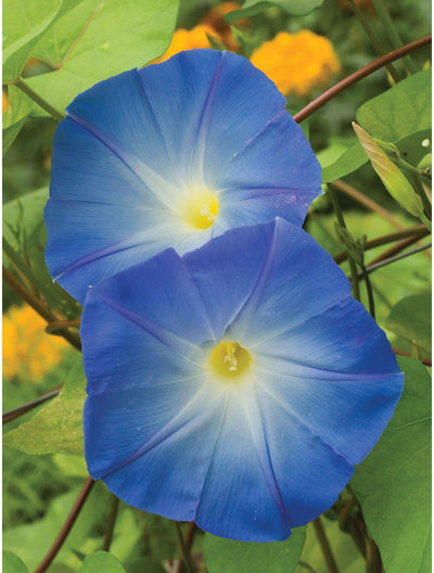 Morning Glory Heavenly Blue - Burpee Seeds