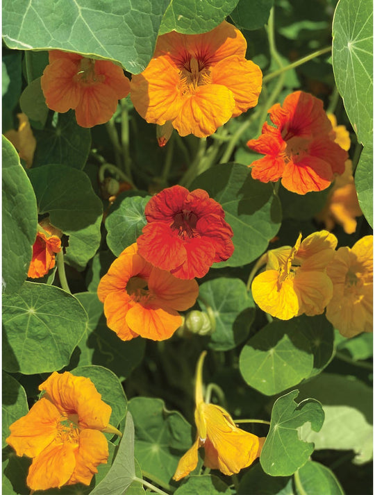 Nasturtium Double Dwarf Jewel Mix - Burpee Seeds