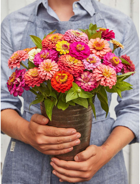 Zinnia Cut & Come Again - Burpee Seeds