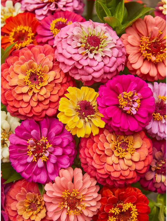 Zinnia Cut & Come Again - Burpee Seeds