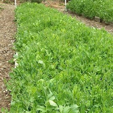 Scatter Protect & Fertilize Cover Crop- Renee's Garden Seeds
