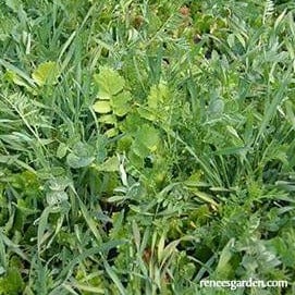 Scatter Protect & Fertilize Cover Crop- Renee's Garden Seeds