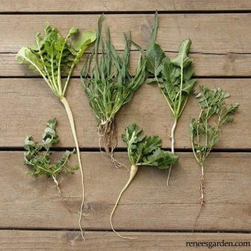 Scatter Protect & Fertilize Cover Crop- Renee's Garden Seeds
