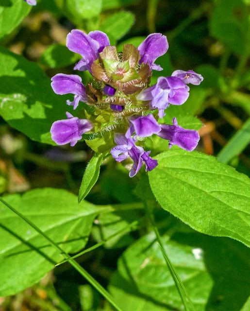 Prunella Self-Heal - West Coast Seeds