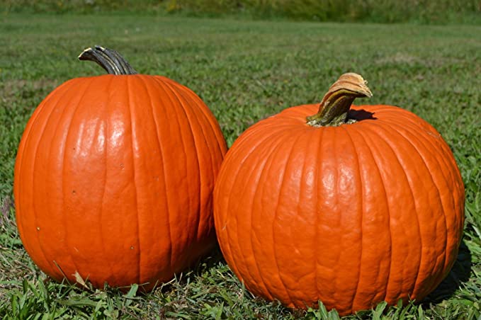 Pumpkin Big Max - Cornucopia Seeds