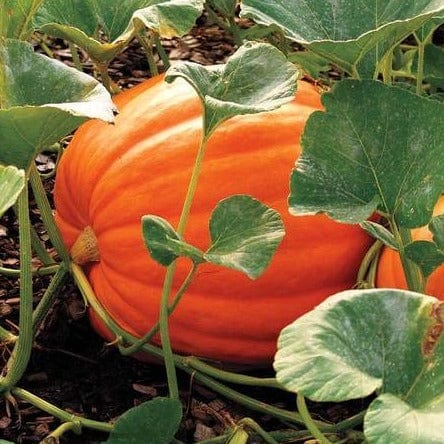 Pumpkin Big Max - West Coast Seeds