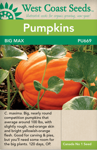 Pumpkin Big Max - West Coast Seeds