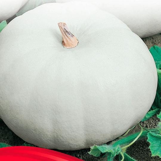 Pumpkin Casper - McKenzie Seeds