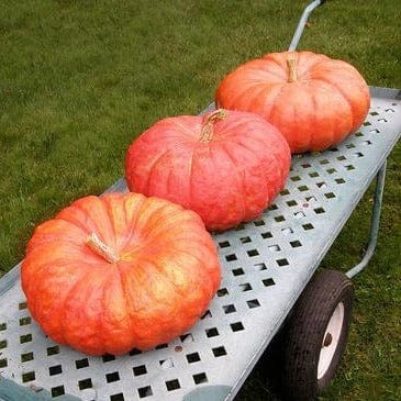 Pumpkin Cinderella's Carriage - Renee's Garden Seeds