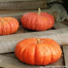 Pumpkin Cinderella's Carriage - Renee's Garden Seeds