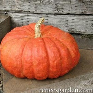 Pumpkin Cinderella's Carriage - Renee's Garden Seeds