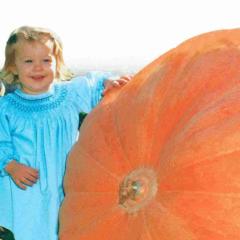 Pumpkin Dill's Atlantic - McKenzie Seeds