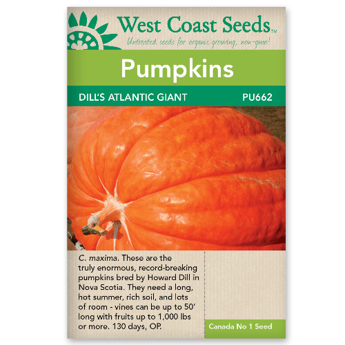 Pumpkin Dill's Atlantic Giant - West Coast Seeds