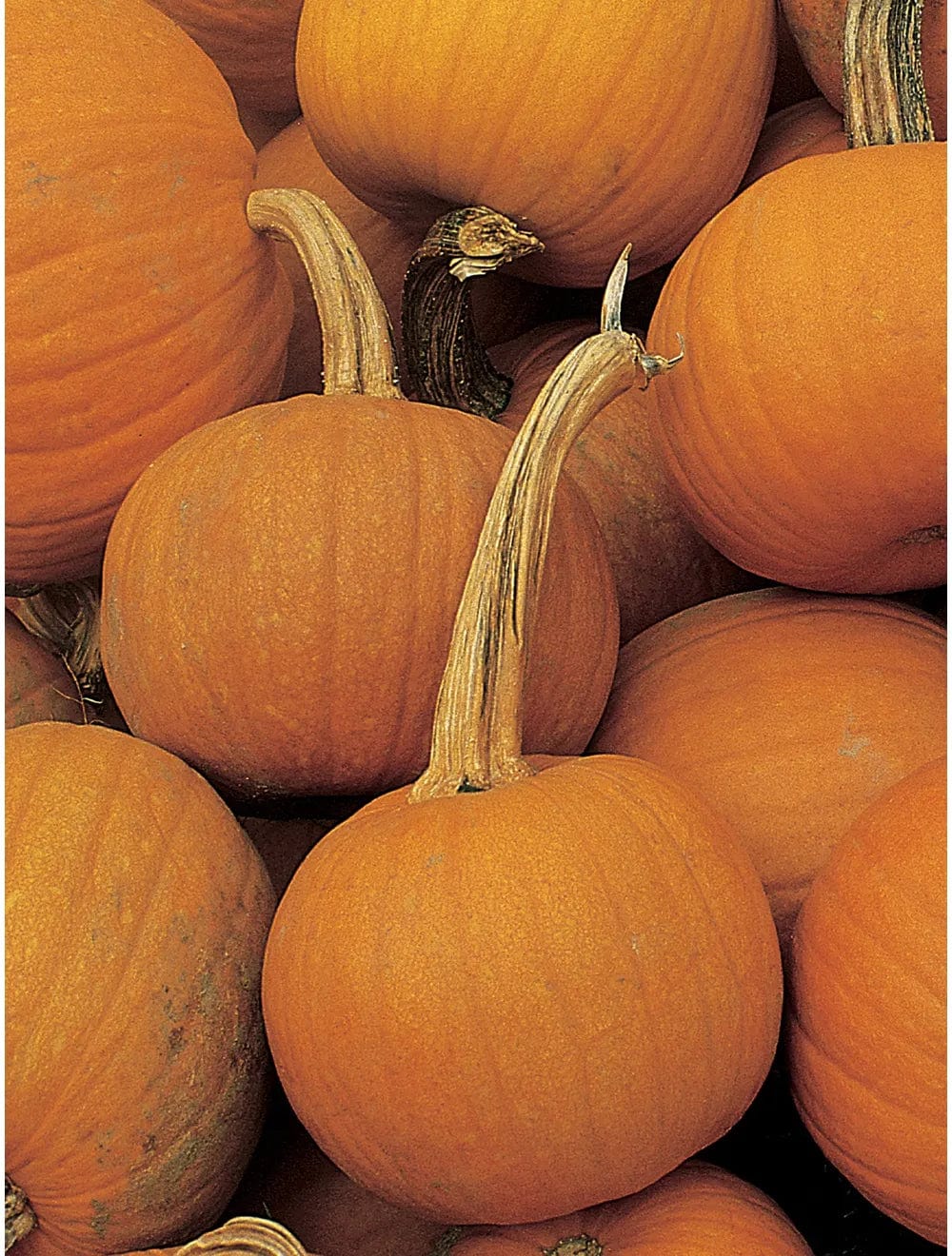 Pumpkin Early Sweet Sugar - Burpee Seeds