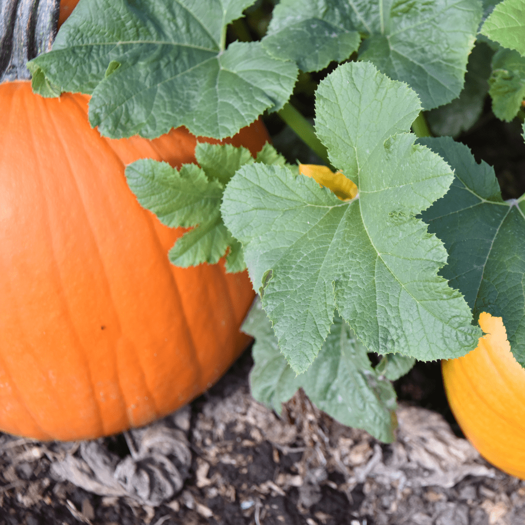 Pumpkin Head Jack O Lantern - Mr. Fothergill's