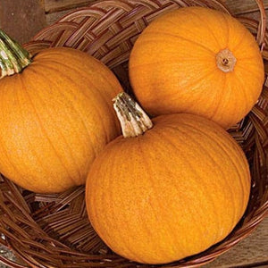 Pumpkin Jack-O-Lantern - Burpee Seeds