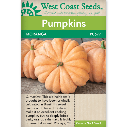Pumpkin Moranga - West Coast Seeds