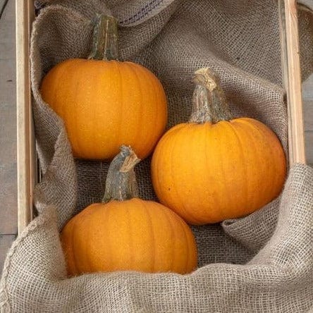 Pumpkin Naked Bear - West Coast Seeds