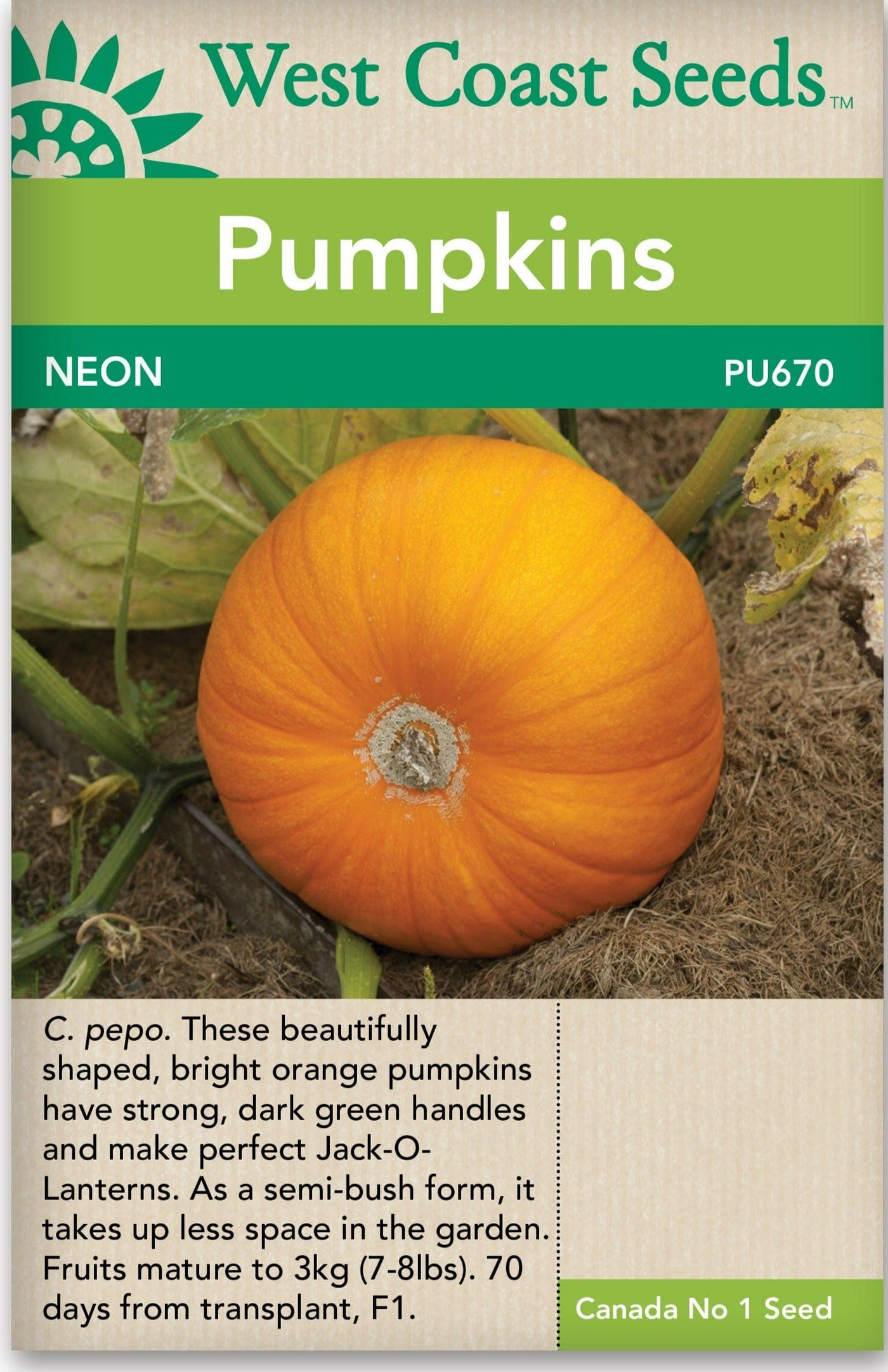 Pumpkin Neon - West Coast Seeds