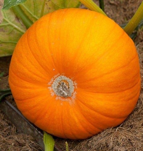 Pumpkin Neon - West Coast Seeds