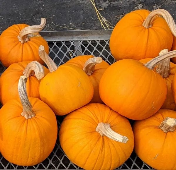 Pumpkin New England Pie - Saanich Organics Seeds