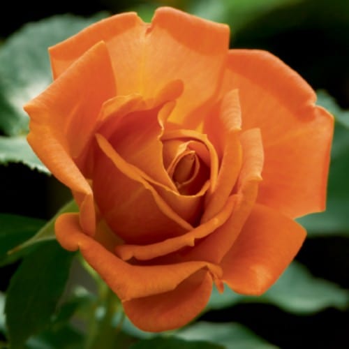 Pumpkin Patch - Weeks Rose