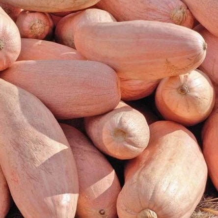 Pumpkin Pink Banana Jumbo - West Coast Seeds