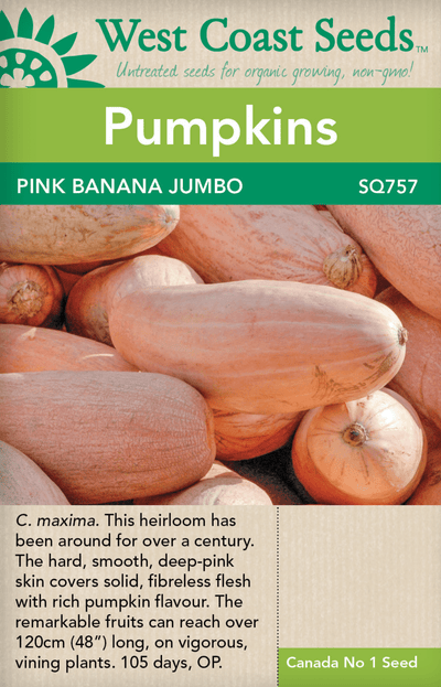 Pumpkin Pink Banana Jumbo - West Coast Seeds