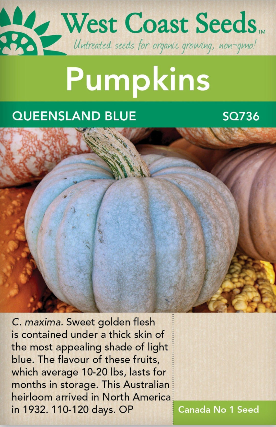 Pumpkin Queensland Blue - West Coast Seeds