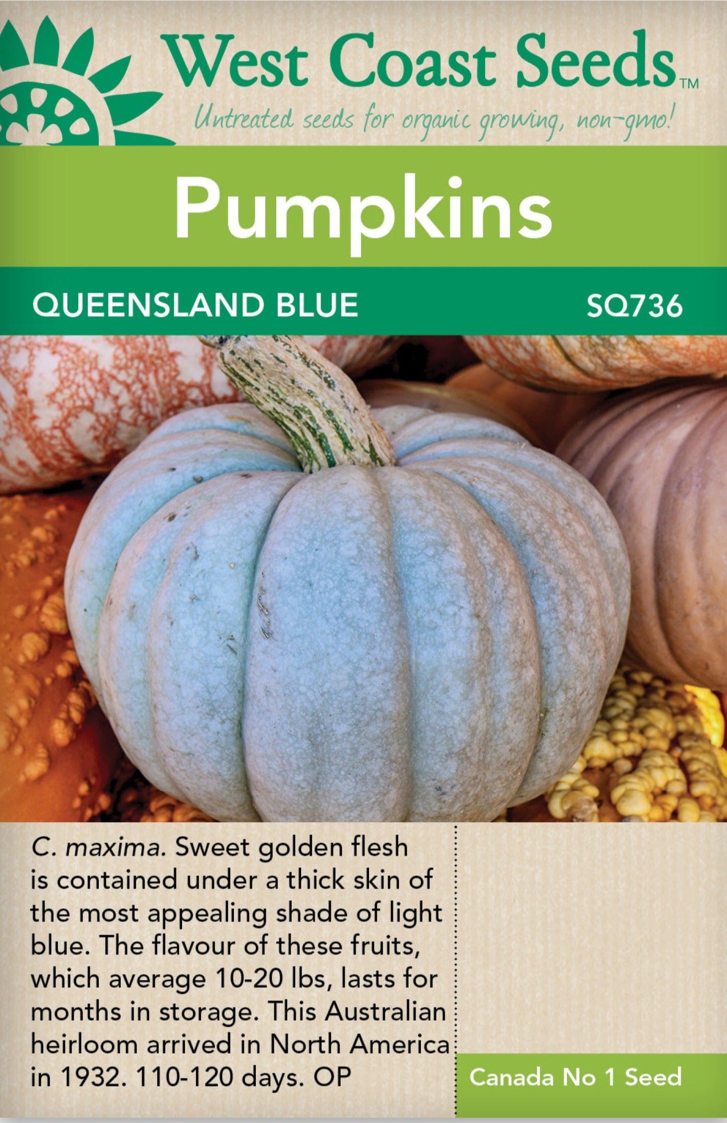 Pumpkin Queensland Blue - West Coast Seeds