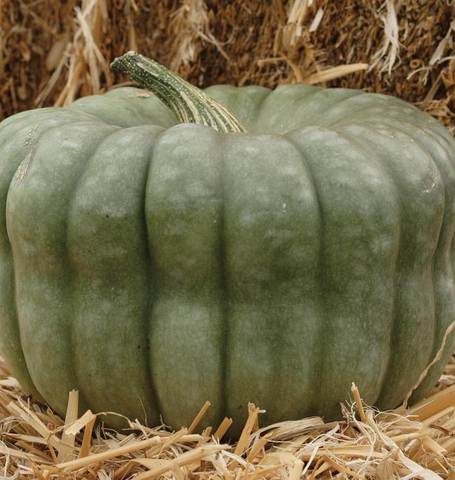 Organic Squash Baby Blue - West Coast Seeds