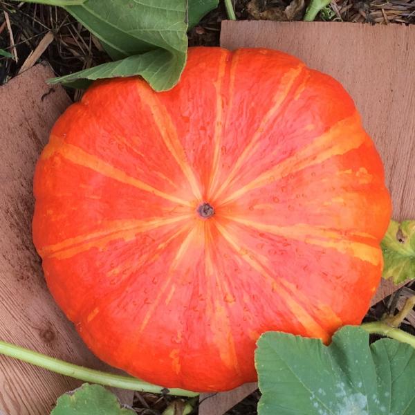 Pumpkin Rouge V'If D'Etampe - Good Earth Farms 