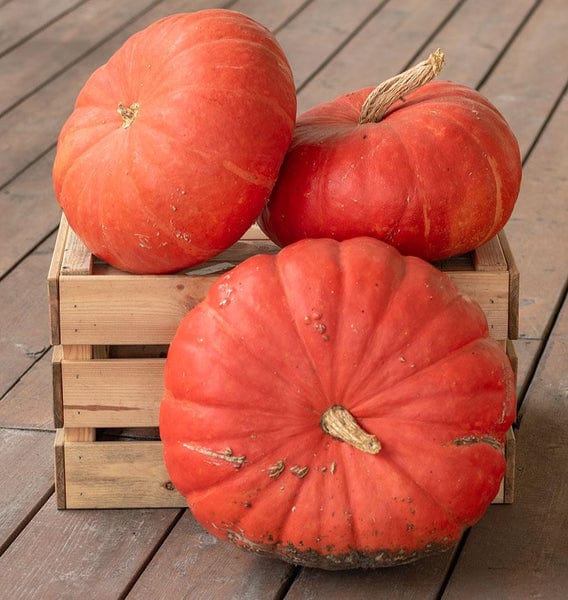 Pumpkin Rouge Vif d’Etampes - West Coast Seeds