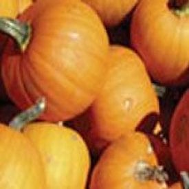 Pumpkin Small Sugar - Aimer's Organic Seeds