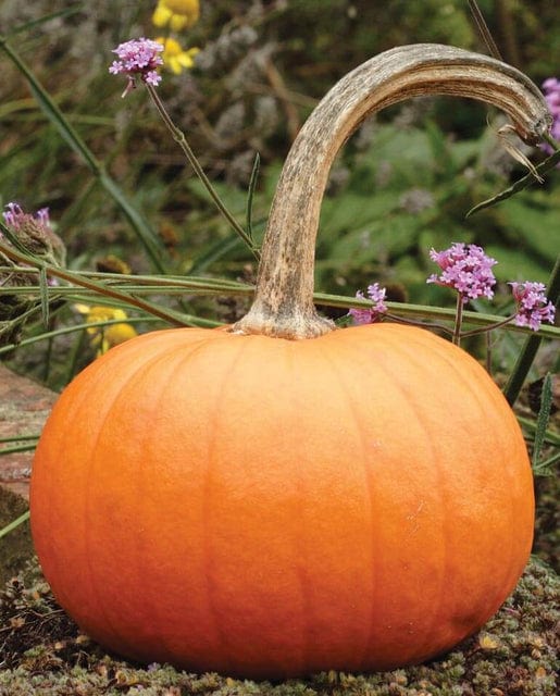 Pumpkin Small Sugar - West Coast Seeds