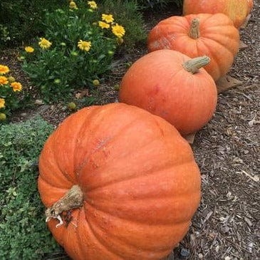 Pumpkin Wyatt's Wonder - Renee's Garden Seeds