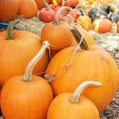 Pumpkins Holiday Mix - Renee's Garden