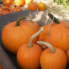 Pumpkins Holiday Mix - Renee's Garden