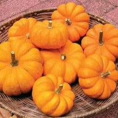 Pumpkins Mini Jack - Renee's Garden Seeds
