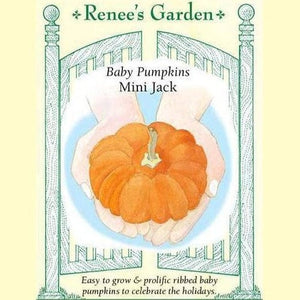 Pumpkins Mini Jack - Renee's Garden Seeds