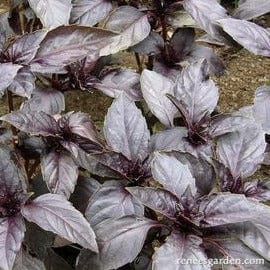 Purple Basil - Renee's Garden Seeds