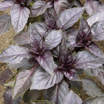 Purple Basil - Renee's Garden Seeds