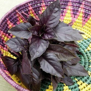 Purple Basil - Renee's Garden Seeds