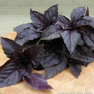 Purple Basil - Renee's Garden Seeds