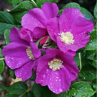 Purple Pavement - Weeks Rose