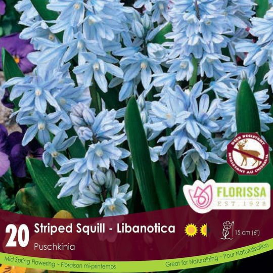 Puschkinia Libanotica Striped Squill