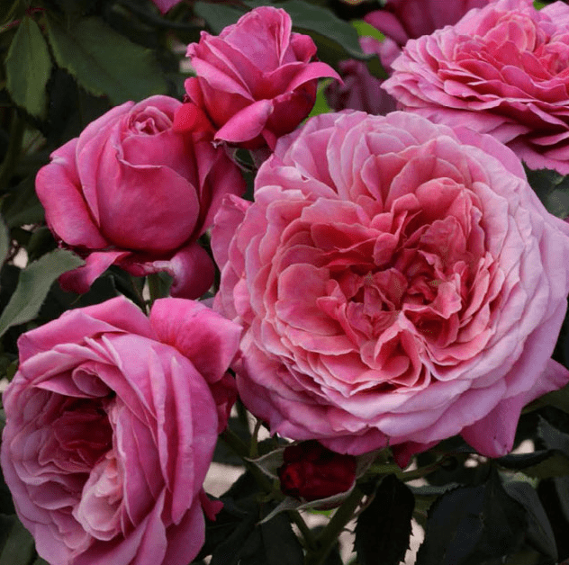 Queen of Elegance - Weeks Rose