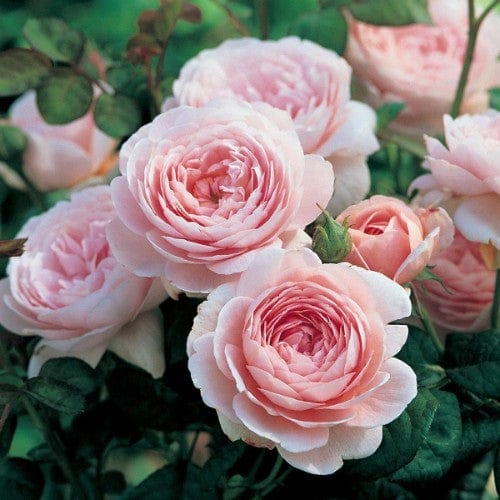 Queen of Sweden - David Austin Rose