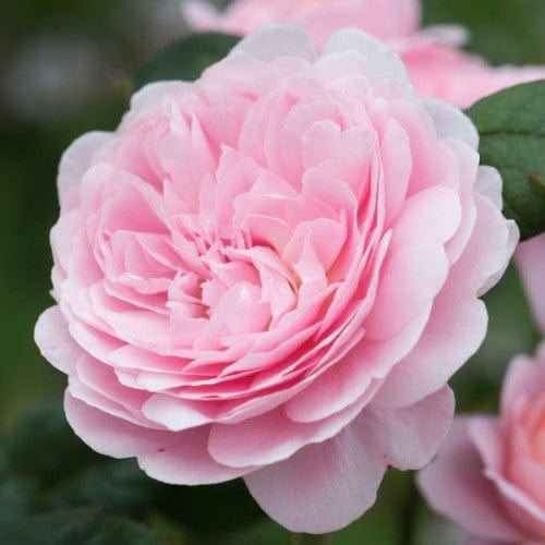 Queen of Sweden - David Austin Rose