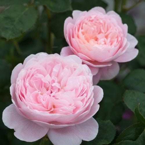 Queen of Sweden - David Austin Rose